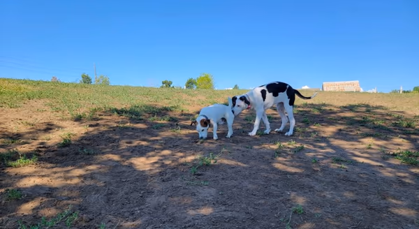 Wynetka Ponds Bark Park photo 1